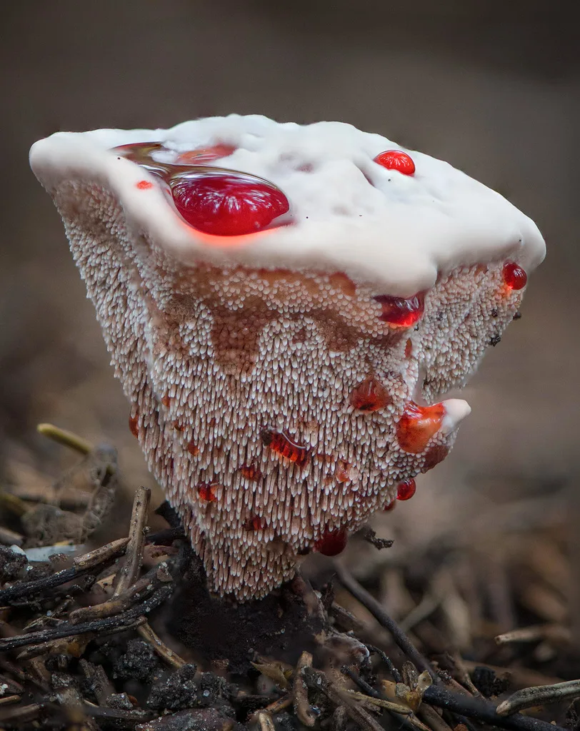 Fotografía de referencia de Hydnellum peckii para la guía Seta que sangra: las especies que gotean rojo y qué significa de verdad