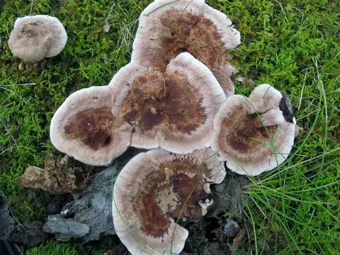Hydnellum scrobiculatum — ficha de estudio