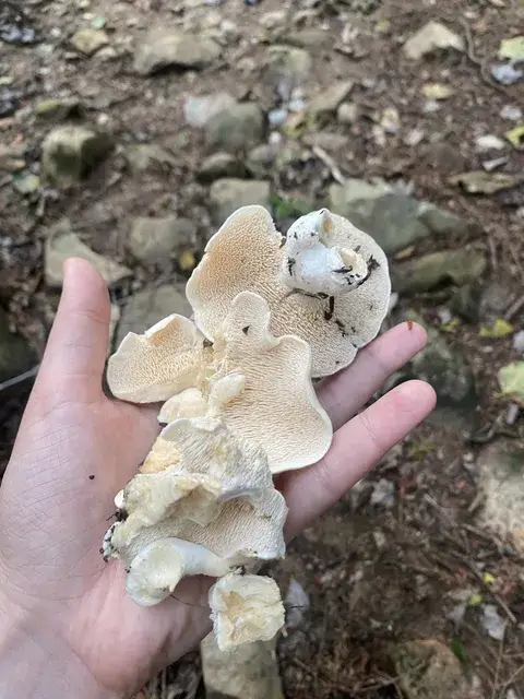 Hydnum albidum (Lengua de gato blanca) — ficha de estudio