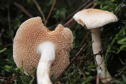 Hydnum ellipsosporum — ficha de estudio