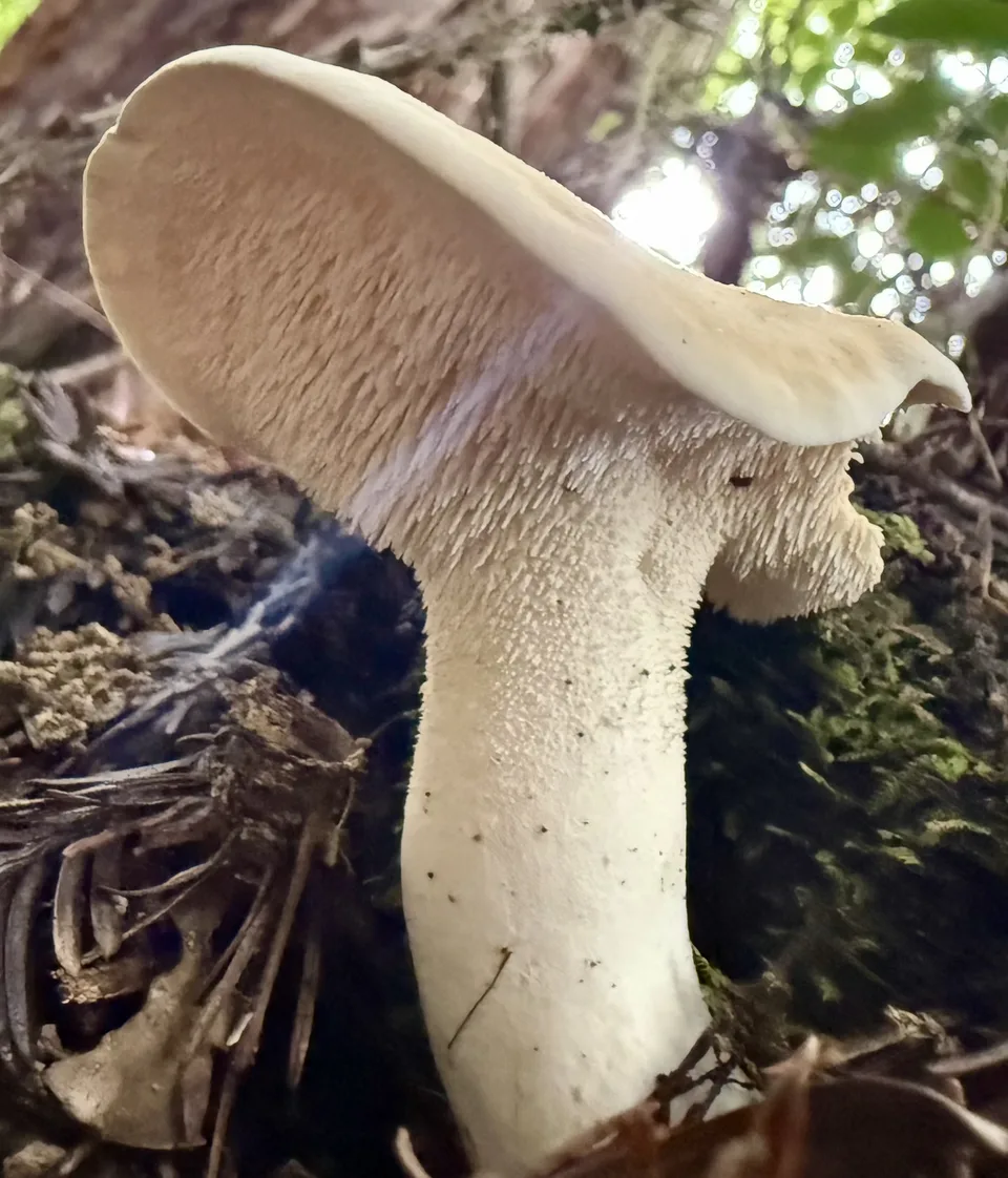 Fotografía de referencia de Hydnum repandum para la guía Hydnum repandum: aguijones en vez de láminas