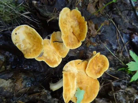 Hydnum rufescens (Lengua de gato parda) — misma familia de estudio. Solo orientación.