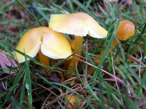 Hygrocybe chlorophana — ficha de estudio