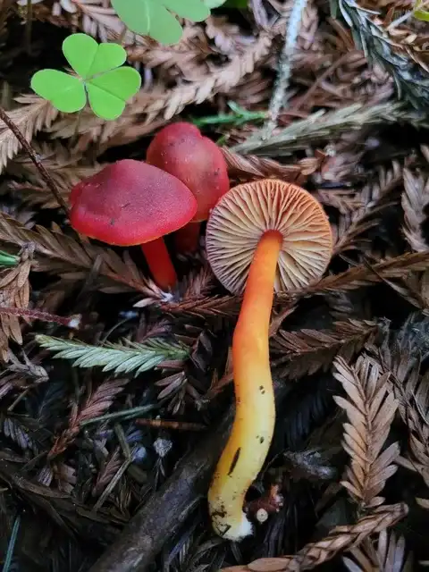 Hygrocybe coccinea — ficha de estudio