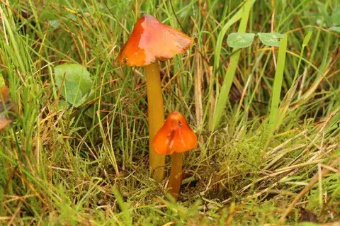 Hygrocybe conica (Higrócibe cónica) — misma familia de estudio. Solo orientación.