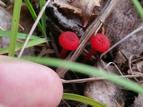 Hygrocybe miniata — ficha de estudio