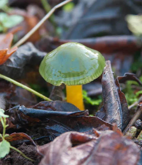 Hygrocybe psittacina (Higrócibe loro) — ficha de estudio