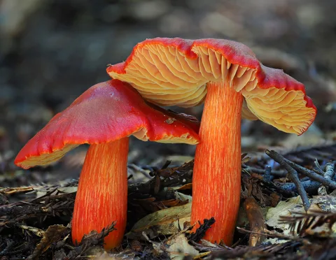 Hygrocybe punicea (Higrócibe escarlata) — misma familia de estudio. Solo orientación.