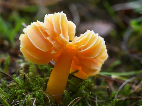 Hygrocybe quieta — ficha de estudio