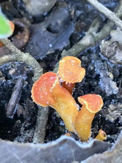 Hygrocybe reidii — ficha de estudio