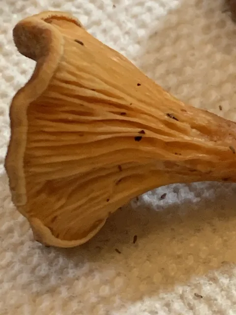 Hygrophoropsis aurantiaca — foto de estudio (proxy same-origin)