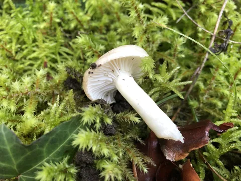 Hygrophorus agathosmus (Higróforo de buen olor) — misma familia de estudio. Solo orientación.