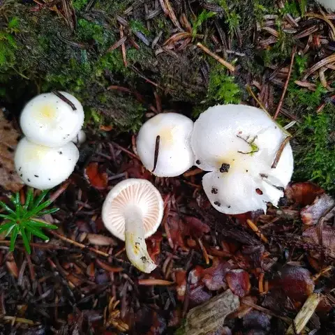 Hygrophorus chrysodon (Higróforo de dientes dorados) — ficha de estudio