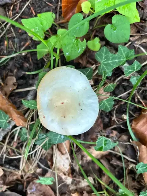 Hygrophorus discoxanthus — ficha de estudio