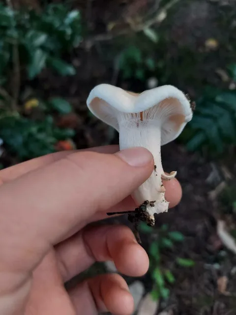 Hygrophorus eburneus — ficha de estudio