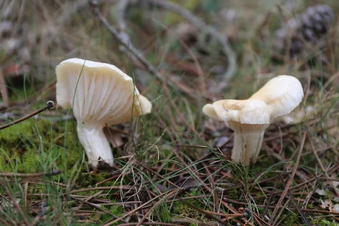 Hygrophorus gliocyclus — ficha de estudio