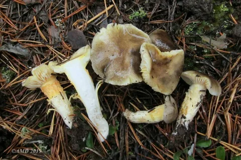 Hygrophorus hypothejus — ficha de estudio
