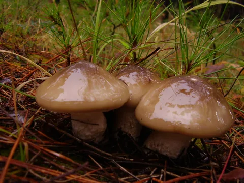 Hygrophorus latitabundus (Llenega negra) — ficha de estudio