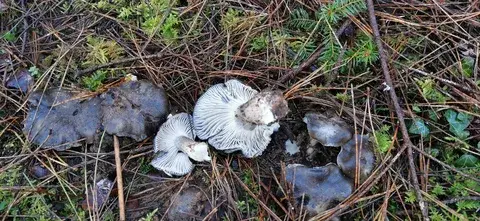 Hygrophorus marzuolus (Marzuelo) — foto de estudio de temporada. Solo orientación.