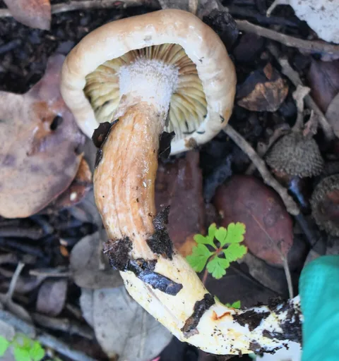 Hygrophorus persoonii (Llenega) — ficha de estudio