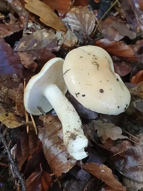 Hygrophorus poetarum — ficha de estudio
