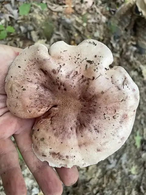 Hygrophorus russula (Higróforo rúsula) — ficha de estudio