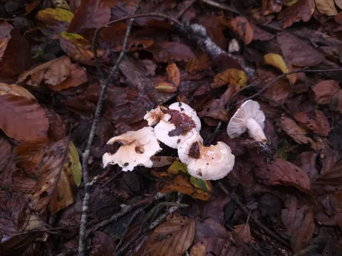 Hygrophorus unicolor — ficha de estudio