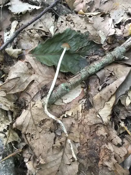 Hymenopellis radicata (Colibia de raíz) — ficha de estudio