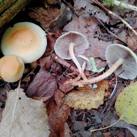 Hypholoma capnoides — foto de estudio (proxy same-origin)
