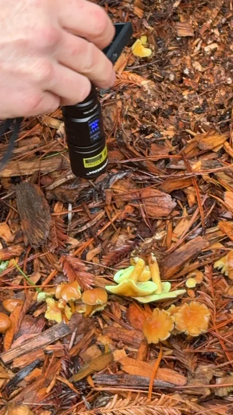Hypholoma fasciculare — foto de estudio (proxy same-origin)