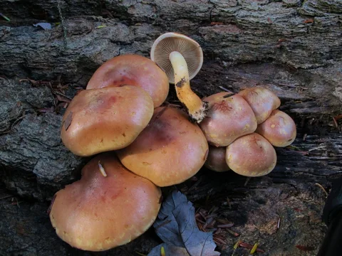 Hypholoma lateritium — foto de estudio (proxy same-origin)