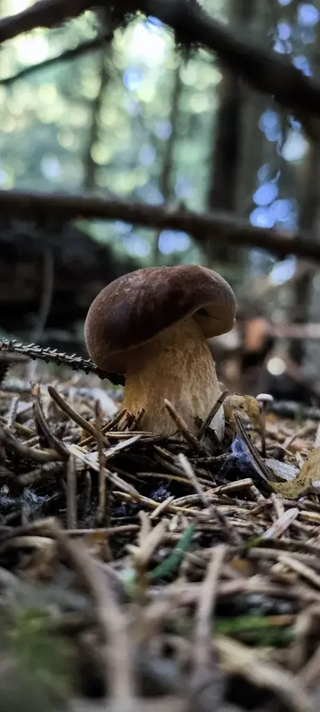Confundible con Imleria badia (Boleto bayo) — foto de estudio comparativa. Solo orientación.