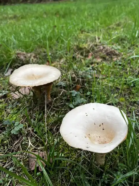 Infundibulicybe geotropa (Platera) — ficha de estudio