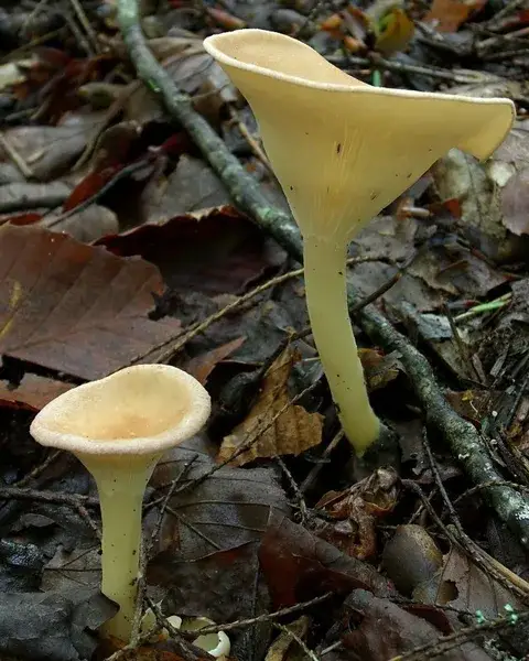 Infundibulicybe gibba (Clitocibe embudado) — ficha de estudio