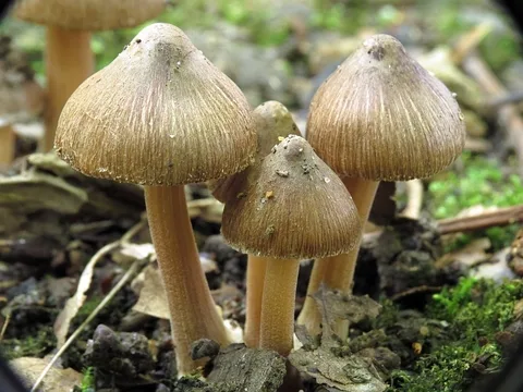 Inocybe asterospora — foto de estudio (proxy same-origin)