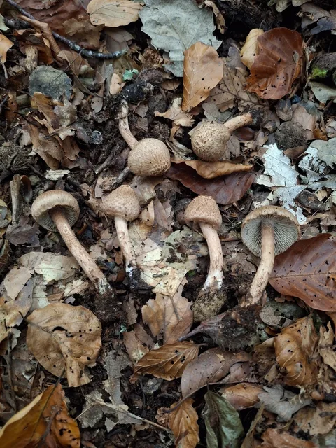 Inocybe bongardii — foto de estudio (proxy same-origin)