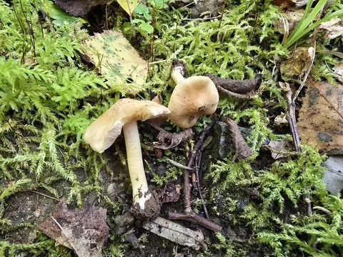 Inocybe cookei — foto de estudio (proxy same-origin)