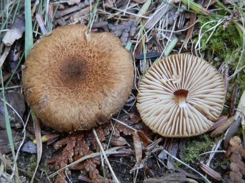 Inocybe dulcamara — foto de estudio (proxy same-origin)