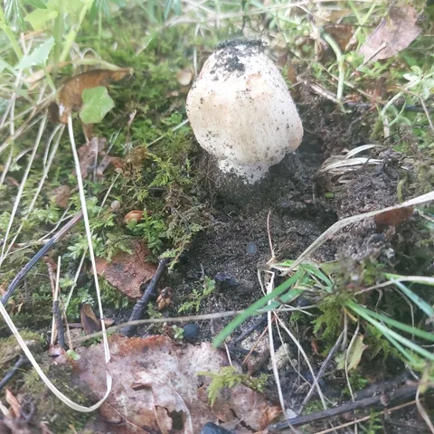 Inocybe erubescens — foto de estudio (proxy same-origin)