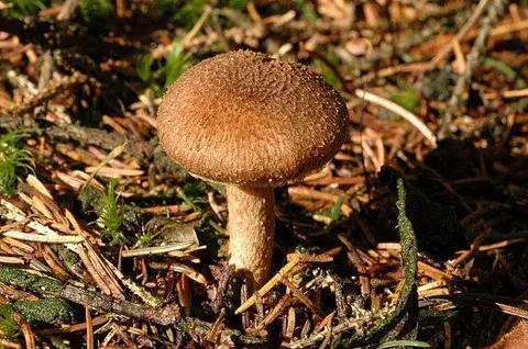 Inocybe flocculosa — ficha de estudio
