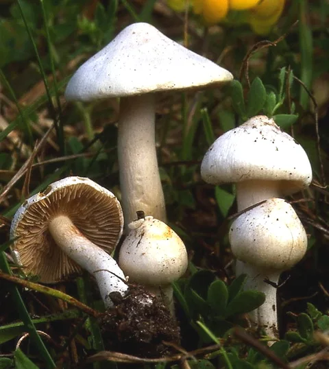 Inocybe geophylla — foto de estudio (proxy same-origin)