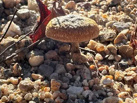 Inocybe lacera — ficha de estudio