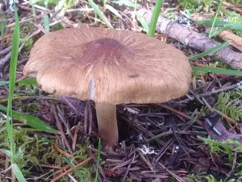 Inocybe maculata — ficha de estudio