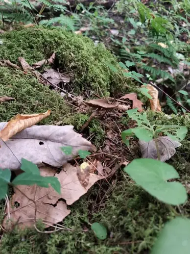 Inocybe napipes — ficha de estudio