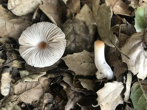 Inocybe pudica — ficha de estudio