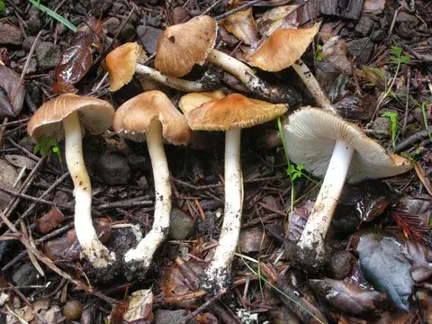 Inocybe rimosa (Inocibe fibroso) — misma familia de estudio. Solo orientación.
