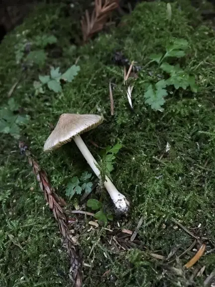 Inocybe sindonia — ficha de estudio