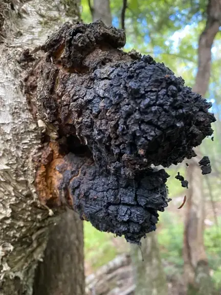 Inonotus obliquus (Chaga) — ficha de estudio