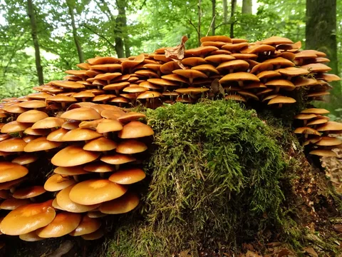 Kuehneromyces mutabilis — foto de estudio (proxy same-origin)