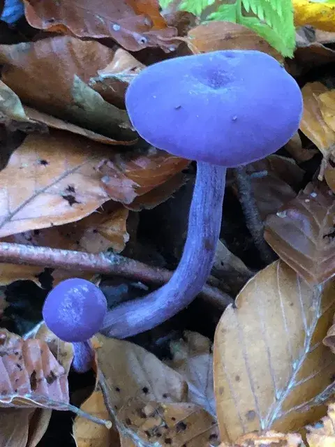 Laccaria laccata (Lacaria) — ficha de estudio